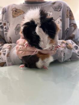 Rescue Guinea Pig Guinea Pigs for Adoption in Hagerstown, Maryland - LOLA | PetCurious